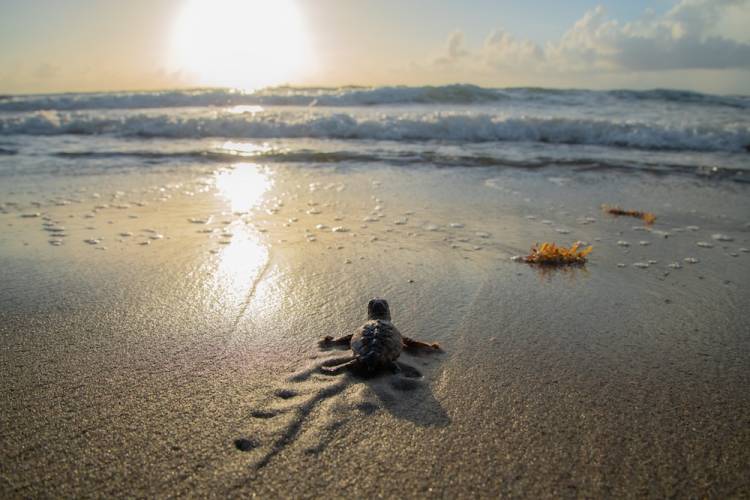 baby sea turtle heading toward ocean on beach