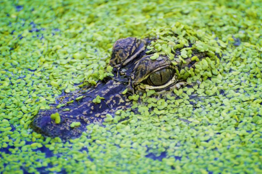 alligator in swamp