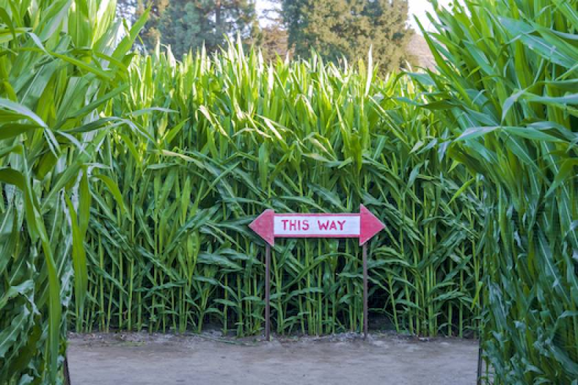 corn maze